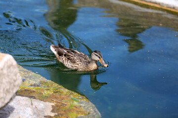 A wild duck swims on a lake