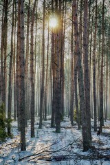 Fototapeta na wymiar Zimowy las