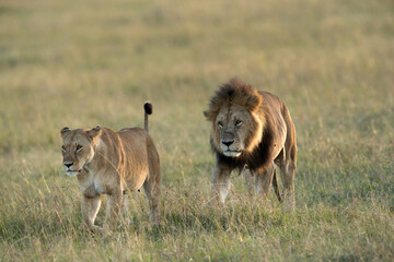 Lion and lioness during mating time at Masai Mara, Kenya