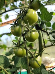 green apples on a tree