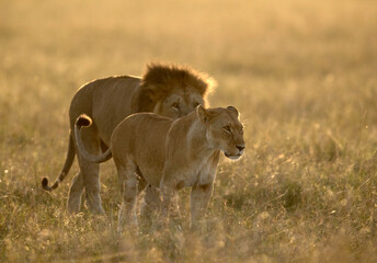Fototapeta na wymiar Lion and lioness at Masai Mara, Kenya