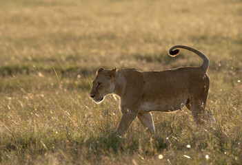 Fototapeta premium Lioness in honeymoon period at Masai Mara, Kenya