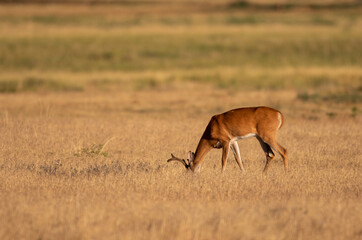 Whitetial Deer Buck in Velvet in Summer