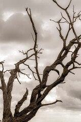 Dead tree