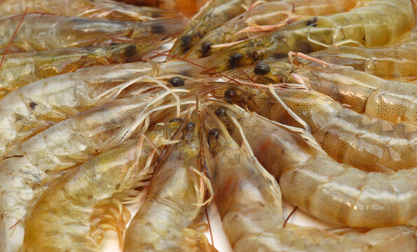Raw shrimp isolated on  background