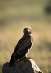 A tawny eagle perched on rock, Masai Mara