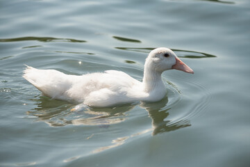 White duck is swimming in the lake water.