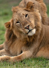 Closeup of a Lion at Masai Mara, Kenya