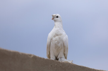 white wedding dove on the roof