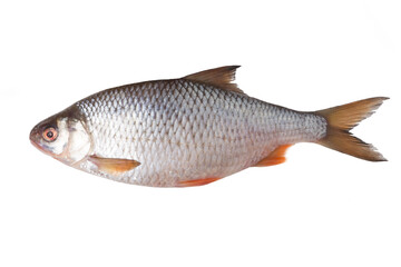Fresh river fish roach isolated on white background