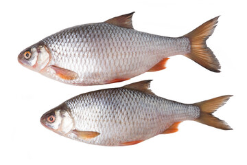 Fresh river fish roach isolated on white background