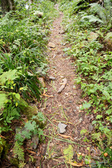 北アルプスの美しい新緑の森の中、道の両脇に草が生茂る真っ直ぐな土の遊歩道。A trail in the Northern alps.中部山岳国立公園。火山地帯。森林浴。散歩道。