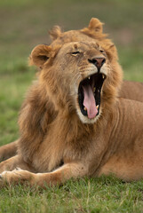 Fototapeta na wymiar Yawning Lion at Masai Mara, Kenya