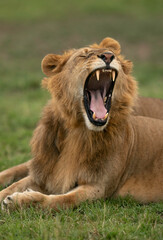 Fototapeta na wymiar Yawning Lion at Masai Mara, Kenya