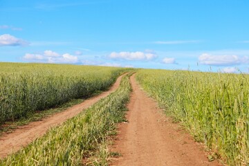 
Field road through the rye field