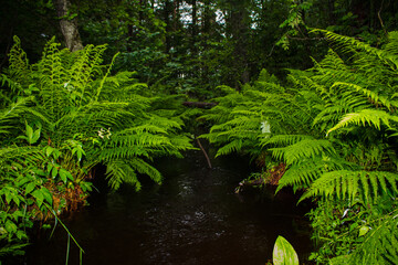 fern in the jungle