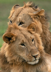 Closeup of Lions at Masai Mara, Kenya