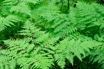 Fototapeta na wymiar Beautiful background of the young green leaves of a fern
