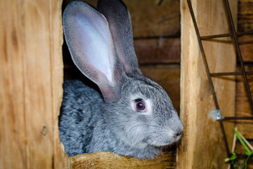 Grey rabbit in a wooden house. Pets. Rabbit breeding.	