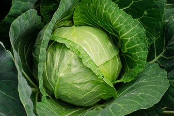 White cabbage close-up. Green leafy vegetables. Vegetarian products. Garden. olericulture.