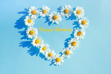 White Daisy on a blue background laid out in the shape of a heart. spring and summer minimal concept. Flat lay