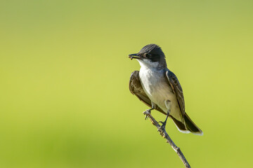 Eastern kingbird perched on a twig.