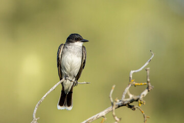 Alert eastern kingbird on a twig.