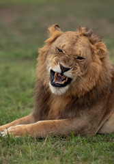 Lion yawning, Masai Mara, Kenya