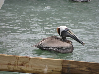 Schwimmender Pelikan