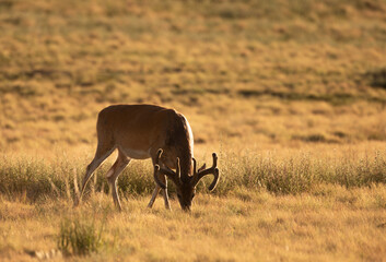 Whitetial Deer Buck in Velvet in Summer