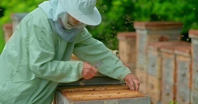 Beekeeper takes out a frame with honeycombs; on the frame there is a lot of honeycombs. Beekeeper works in the apiary, portrait view. 4k, 10bit, ProRes