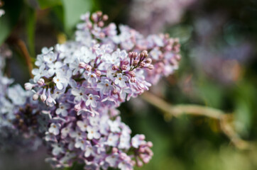 Blooming lilac in the garden on a Sunny summer day. Soft focus.