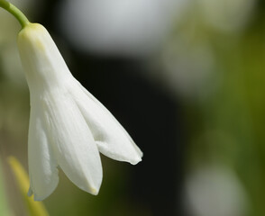 Obraz premium Petite fleur blanche