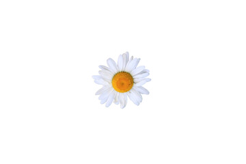 Chamomile isolated on white background. Close-up. Top view.