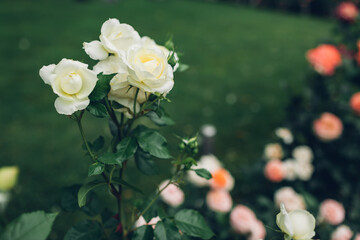 Beautiful white roses blooming in summer garden. Fresh flowers in blossom growing in park