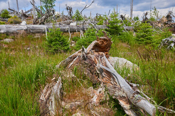 Dead forest on Dreisesselberg mountain. Border of Germany and Czech Republic. Natural forest regeneration without human intervention in national park Sumava (Bohemian Forest)
