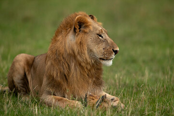 Obraz na płótnie Canvas A portrait of a Lion at Masai Mara, Kenya