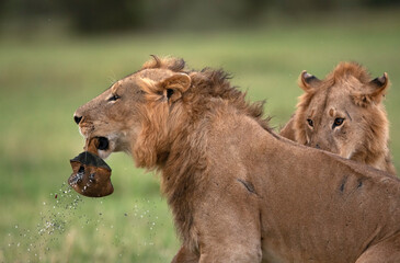 Lions palying with bean bag accidentally dropped by tourist at Masai Mara, Kenya