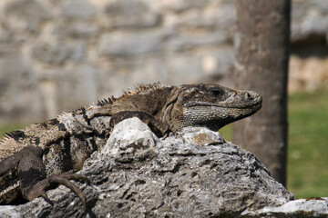 Wildlife. Reptiles. Closeup of an iguana standing on a rock in the mayan ruins of Tulum.