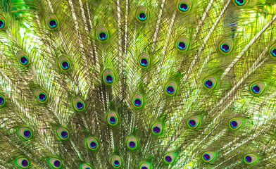 Obraz premium A peacock's tail. Bright multicolored peacock feathers.