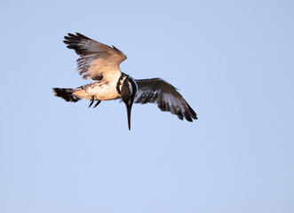 Pied Kingfisher hovering, Bahrain