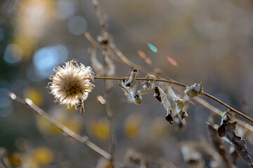 秋の森の中で日の光を受ける、綿毛のドライフラワー、虹色に輝く蜘蛛の糸。