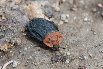 Close up view of Red-breasted Carrion Beetle, Oiceoptoma thoracica, sitting on a gravel road