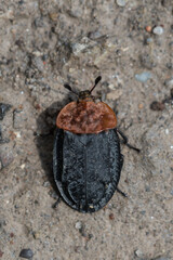 Close up view of Red-breasted Carrion Beetle, Oiceoptoma thoracica, sitting on a gravel road