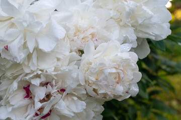 Luxurious white peonies in the garden after the rain
