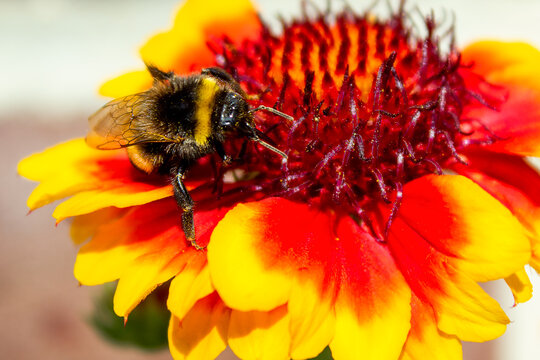 Hummel auf Bl&uuml;te