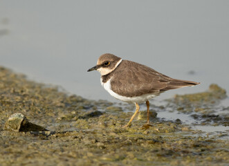 Little ringed plover at Hamala, Bahrain