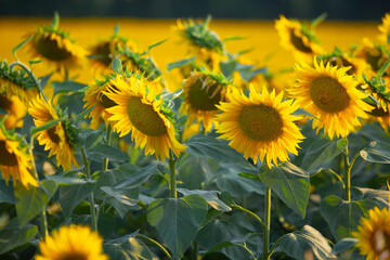 Young sunflowers field at sunset
