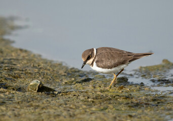 Little ringed plover, Bahrain