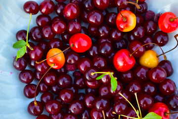 A handful of ripe cherries close up in a group